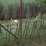 Alina * Kartuzy